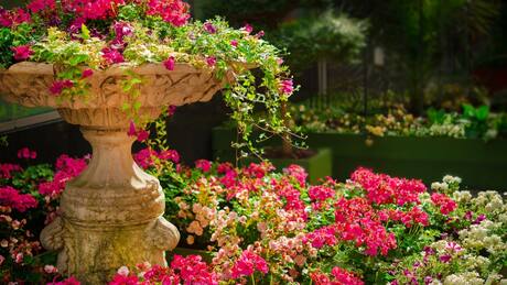 3 consejos domésticos prácticos para el cuidado y protección de tus plantas en primavera