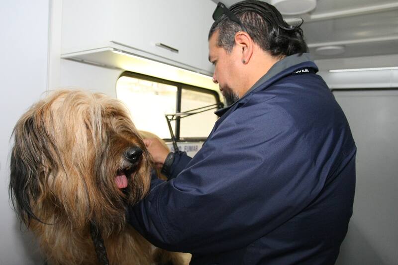 Conoce los Centros de Atención Veterinaria para mascotas afectadas por los incendios.