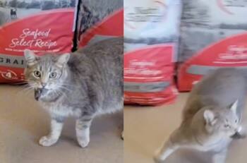 VIDEO | Con la rata en la boca: Gato es descubierto intentando meter un ratoncito a un negocio