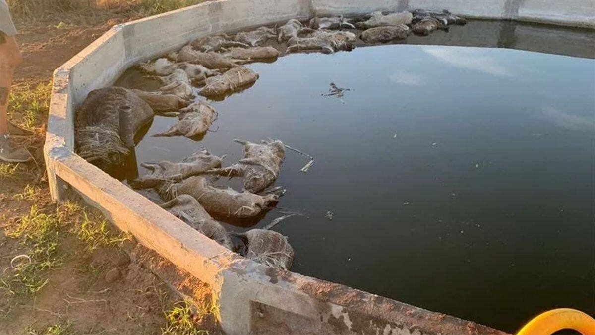 Treinta jabalíes mueren ahogados en un tanque tras intentar tomar agua