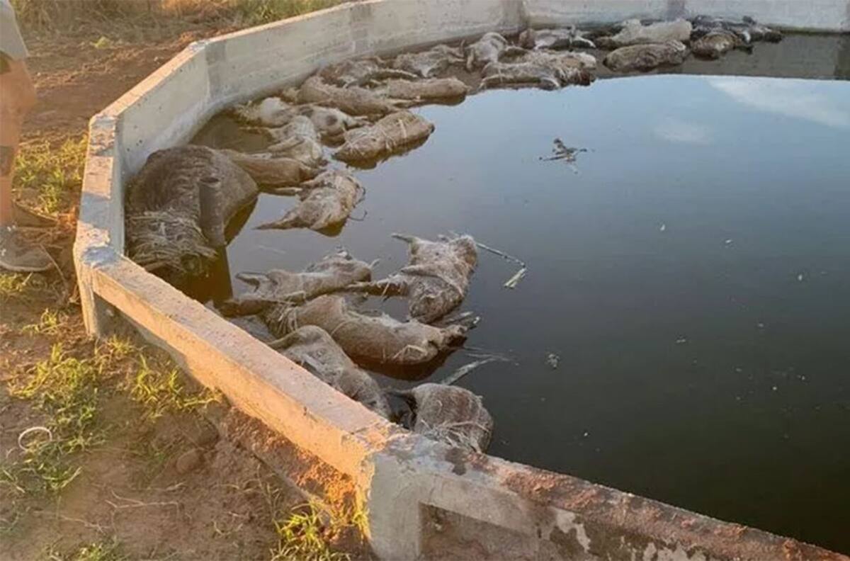 Treinta jabalíes mueren ahogados en un tanque tras intentar tomar agua