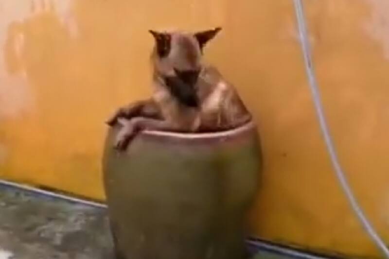 Perrito dándose un baño