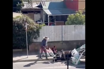 VIDEO | Captan otro caso de maltrato animal en Villa Alemana: caballo colapsó por excesiva carga