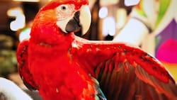 ¿Qué hacer hoy en Santiago?: Los mejores panoramas para este miércoles 4 de febrero