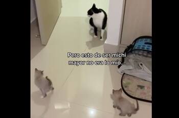 VIDEO | Fabiolita: Una gatita que se volvió viral por aprender a ser una excelente hermana mayor