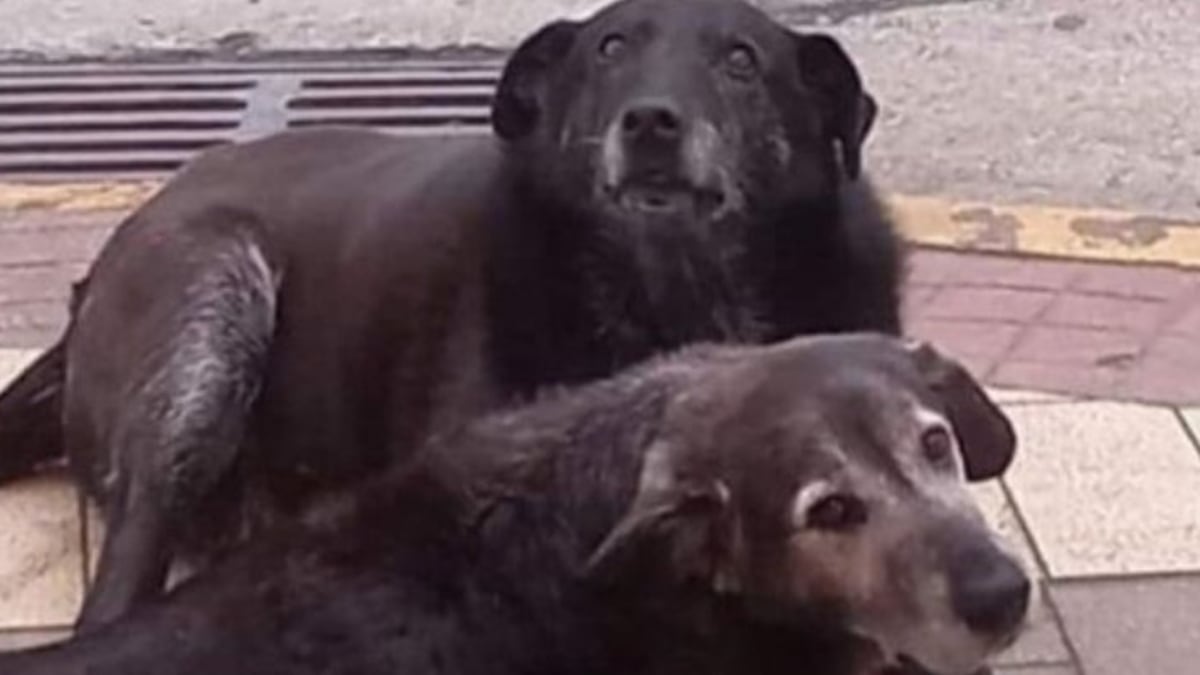Perros comunitarios asesinados en Valdivia..