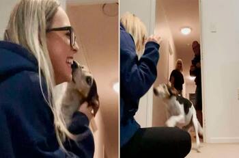 Neozelandesa grabó reencuentro con su mascota mediante un emocionante viral