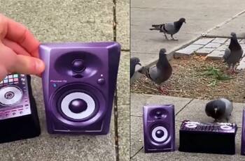 VIDEO | ¡Mi cuerpo lo sabe! Palomas se viralizan tras realizar un entretenido baile en la calle