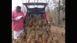 VIDEO | "Hora de comer": Decenas de pequeños monos se suben a un auto para sacar bananas