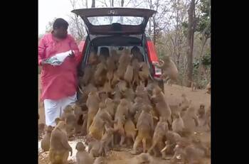 VIDEO | "Hora de comer": Decenas de pequeños monos se suben a un auto para sacar bananas