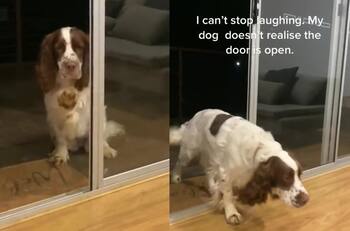 VIDEO | ¿Cuántas veces habrá chocado?: Perro se niega a cruzar ventanal creyendo que está cerrado