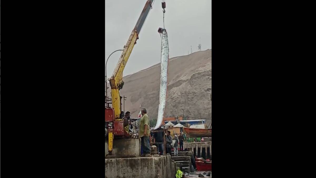 VIDEO | Capturan a pez remo en Arica: Es conocido por predecir terremotos y tsunamis