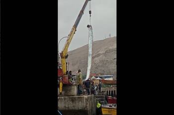 VIDEO | Capturan a pez remo en Arica: Es conocido por predecir terremotos y tsunamis
