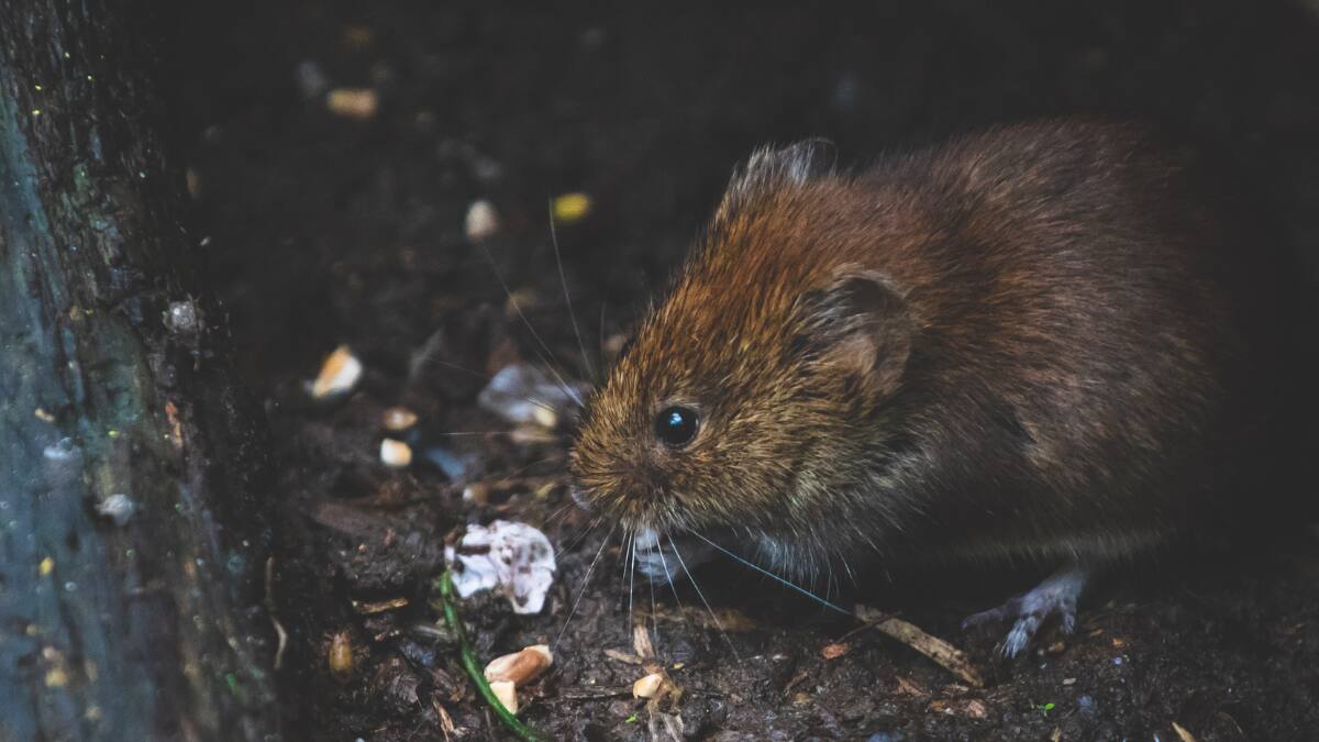 Región de Los Lagos: Autoridades sanitarias confirman el décimo caso de hantavirus en la zona