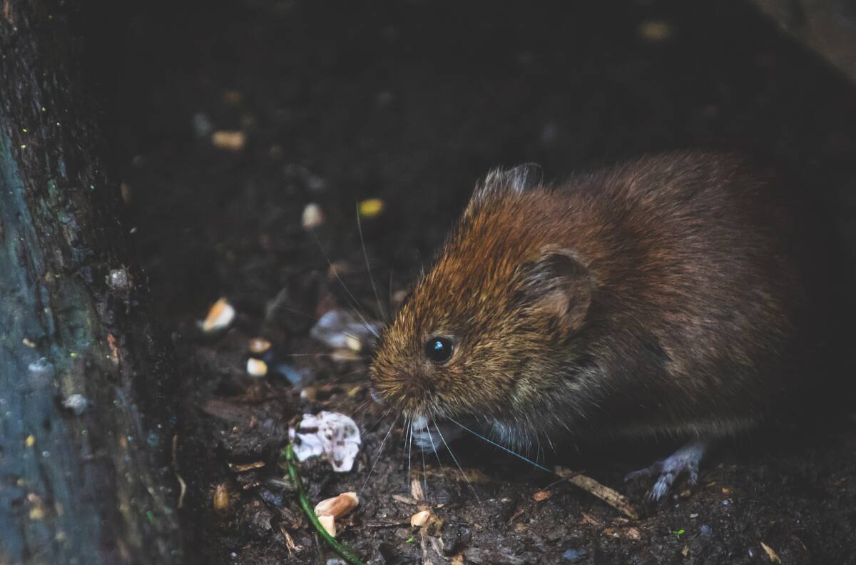 Región de Los Lagos: Autoridades sanitarias confirman el décimo caso de hantavirus en la zona