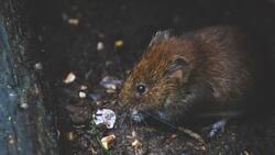 Región de Los Lagos: Autoridades sanitarias confirman el décimo caso de hantavirus en la zona
