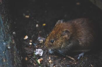 Región de Los Lagos: Autoridades sanitarias confirman el décimo caso de hantavirus en la zona