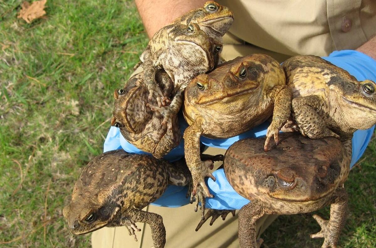 La especie más peligrosa del mundo: invasión de enormes sapos venenosos en Taiwán
