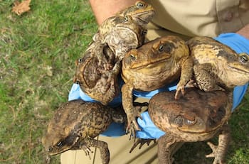 La especie más peligrosa del mundo: invasión de enormes sapos venenosos en Taiwán