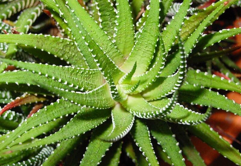 Esta planta requiere de humildes y escasos cuidados. Sólo tienes que saber dónde ponerla. | Foto de archivo