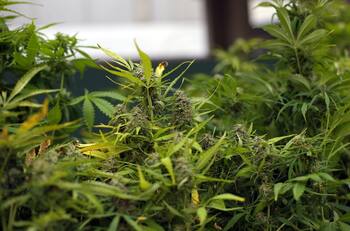 Debate primarias 2021: ¿Qué opinan los candidatos de Chile Vamos sobre la legalización de la marihuana?