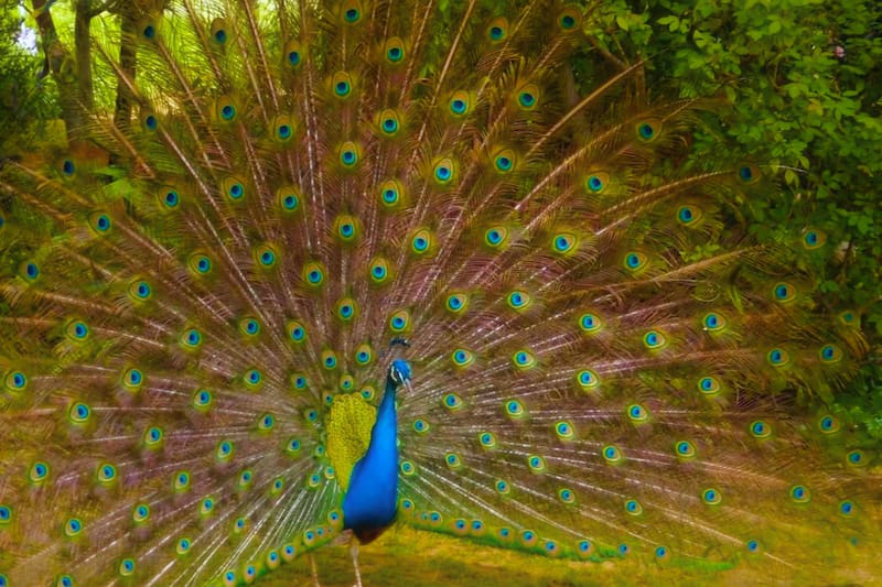 El recorrido que permite observar distintas especies en un entorno natural único. Foto: Ecoreserva Chile en Instagram.
