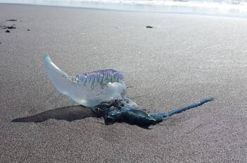 Por presencia de la fragata portuguesa: estas son las playas que cerraron en Viña del Mar y El Tabo