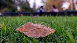 Hoy comenzó oficialmente el otoño: ¿Hasta cuándo durará y cuándo inicia el invierno?