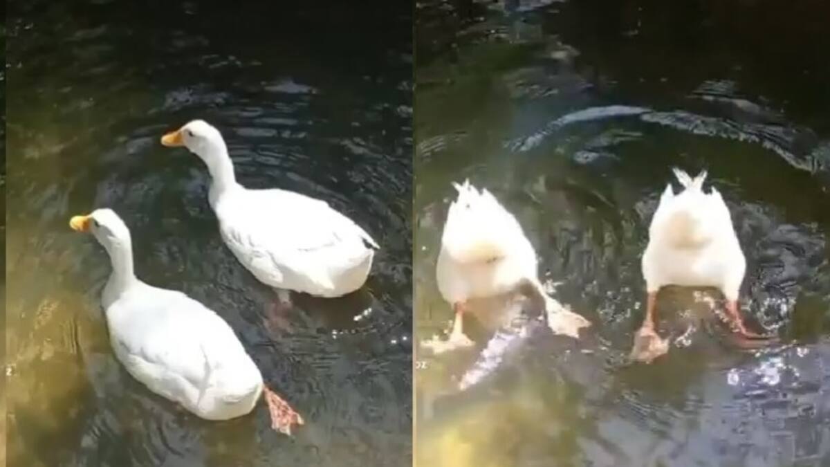 VIDEO | ¡Merecen medalla de oro! Patos se vuelven viral luego de realizar nado sincronizado