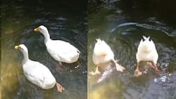 VIDEO | ¡Merecen medalla de oro! Patos se vuelven viral luego de realizar nado sincronizado