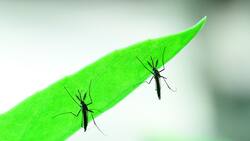 Con esta planta en el jardín podrás repeler a los típicos mosquitos durante esta primavera