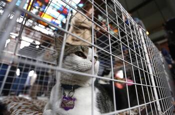 Gatitinder: La innovadora idea de un refugio para incentivar la adopción de gatos rescatados