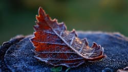 Javiera Rocha, directora del Programa de Sustentabilidad de la UTEM, sobre los últimos días de invierno: “La crisis climática ha alterado los patrones habituales”