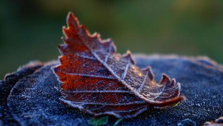 Javiera Rocha, directora del Programa de Sustentabilidad de la UTEM, sobre los últimos días de invierno: “La crisis climática ha alterado los patrones habituales”