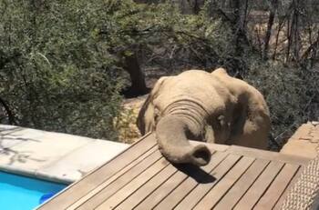 VIDEO| Elefantes salvajes: La inesperada visita que recibió pareja mientras se bañaba en un hotel