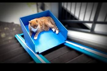 VIDEO I Youtuber le construye un ascensor a su gato de 20 años y el felino le agradece
