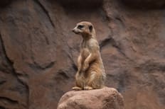 Zoológico Nacional en Parquemet: Horarios y cómo obtener entrada gratuita para este panorama en Santiago