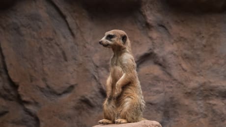 Zoológico Nacional en Parquemet: Horarios y cómo obtener entrada gratuita para este panorama en Santiago