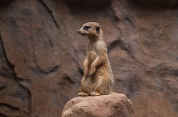 De esta manera puedes canjear entradas gratuitas para el Zoológico Metropolitano