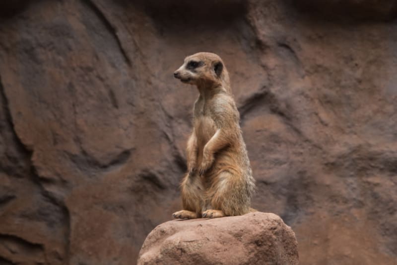 Parquemet anunció durante su aniversario que tendría entradas liberadas de forma indefinida durante estas vacaciones de verano.