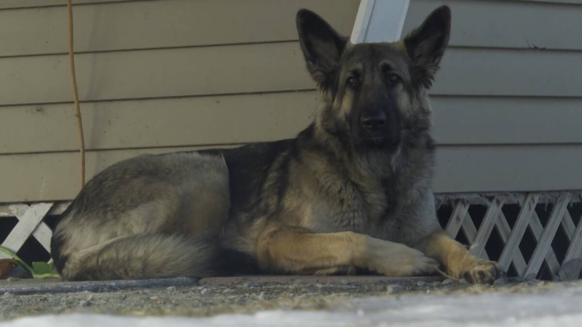 Perrita se ganó el cielo: Tinsley llamó a equipos de emergencias para que salvaran a su dueño de accidente