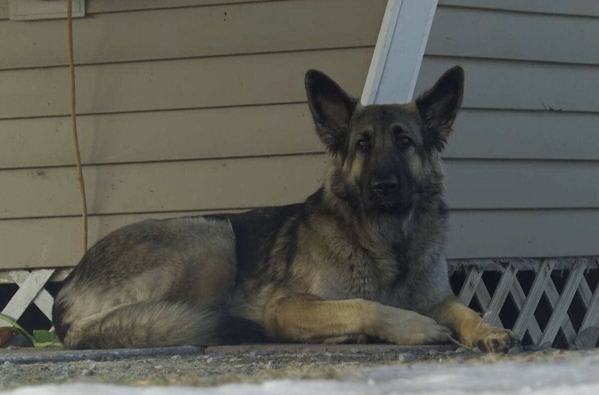 Perrita se ganó el cielo: Tinsley llamó a equipos de emergencias para que salvaran a su dueño de accidente