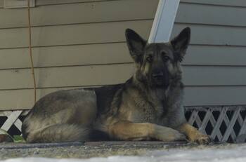 Perrita se ganó el cielo: Tinsley llamó a equipos de emergencias para que salvaran a su dueño de accidente