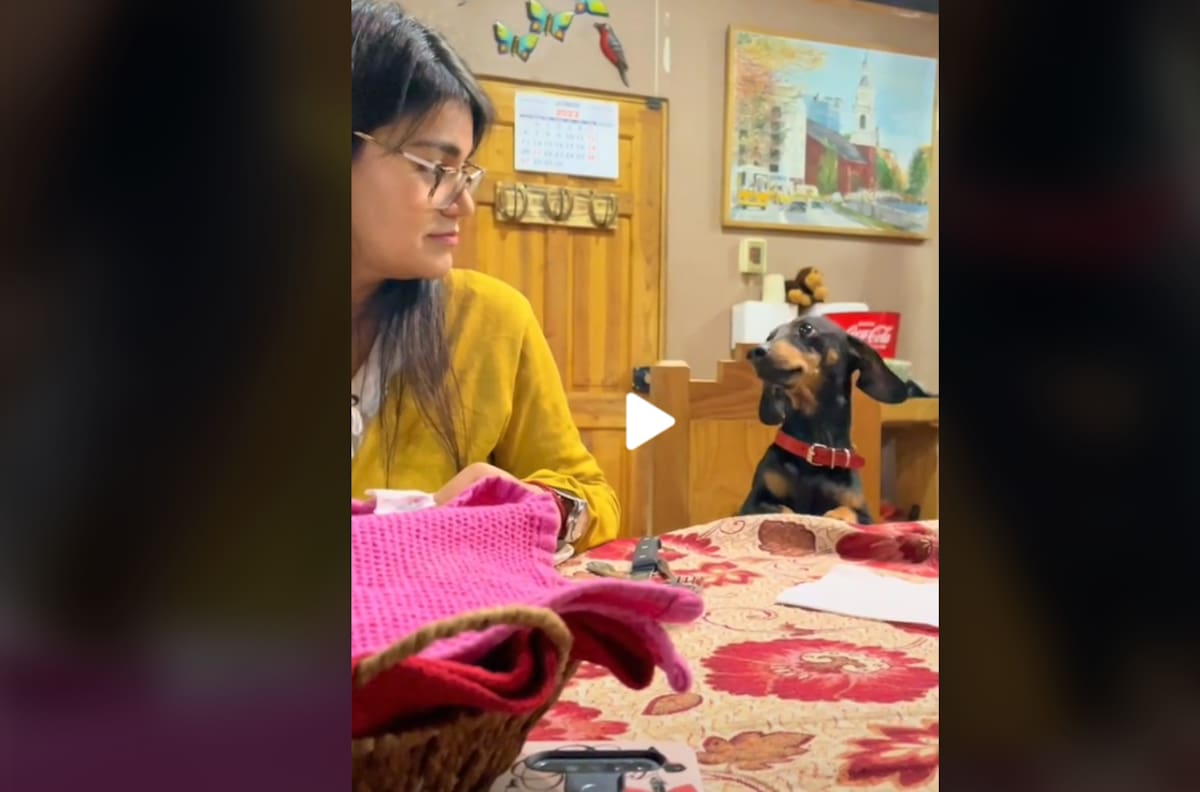 VIDEO | ¿Me das? Adorable perrito salchicha pide comida durante la once en tierno video