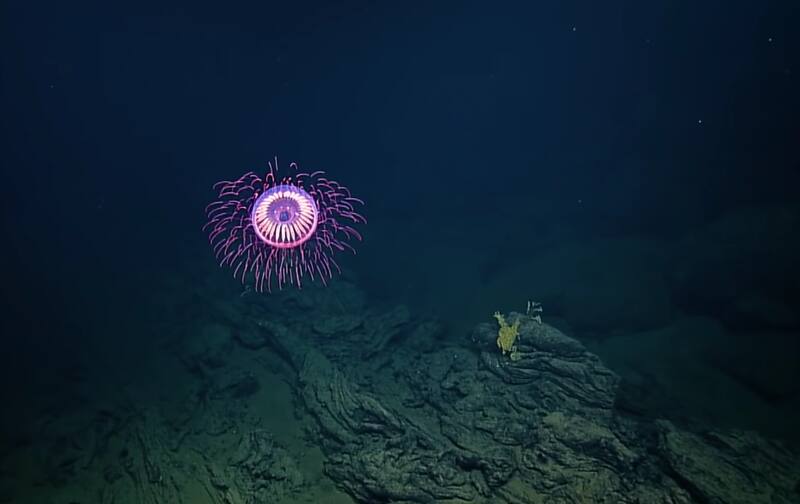 Así se ve el increíble animal marino. Créditos: Nautilus Live