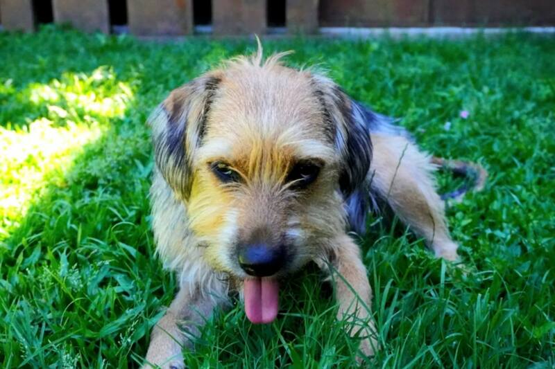 La mascota de "Gran Hermano" Chile viajará de vuelta a nuestro país junto al resto de jugadores este jueves.