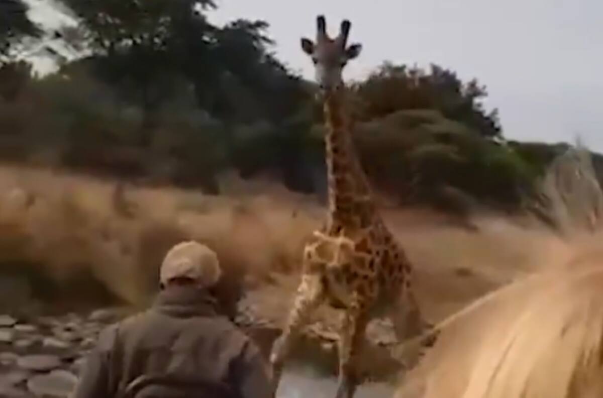 VIDEO | Jirafa enojada ataca a turistas en safari de Kenia