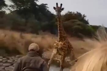 VIDEO | Jirafa enojada ataca a turistas en safari de Kenia