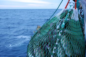 Abre la subasta anual de Subpesca: Estas son las fechas clave y criterios esenciales para participar