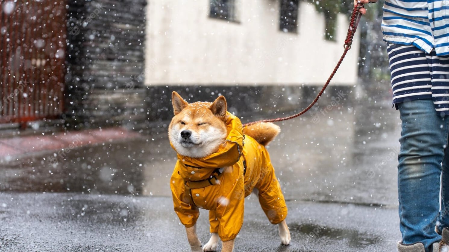 Perrito con impermeable bajo la lluvia.